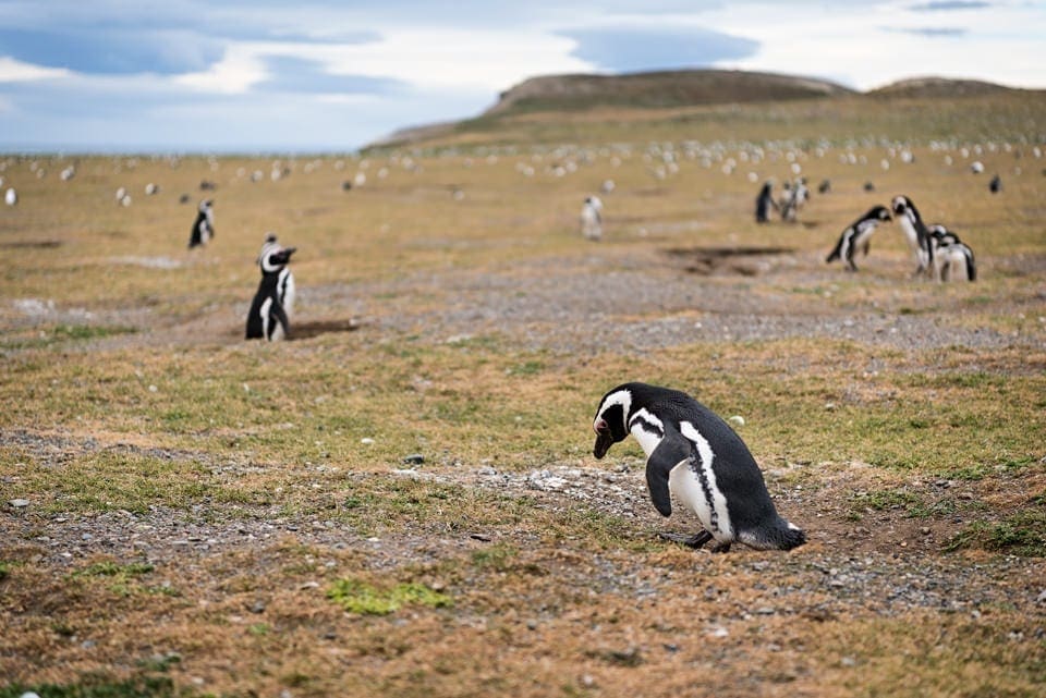 Patagonia car rental: best companies and 7 things to know penguins 2 Magellanic penguins roaming freely on Isla Magdalena.