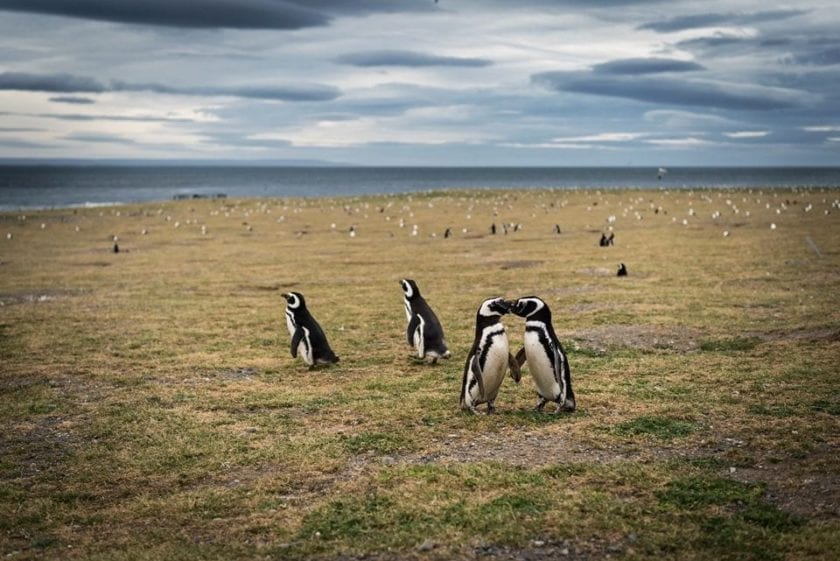 Patagonia en diciembre: nuestro diario de viaje en fotos penguins isla magdalena 1 Pingüinos de Magallanes en el Monumento Natural Los Pingüinos, en isla Magdalena