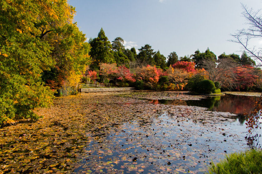 Dónde alojarse en Kioto: las mejores zonas y hoteles garden Un jardín junto al Pabellón de Plata en Kioto, Japón