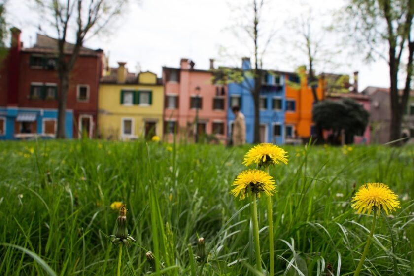 Venecia en abril: ¿vale la pena visitarla? Qué esperar y qué hacer dandelion in burano Dientes de león y casas de colores en Burano, cerca de Venecia: en abril ya florecen algunas flores de primavera