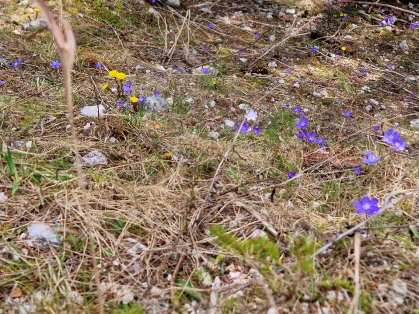 2 días en los Dolomitas en abril: itinerario perfecto y guía del clima boite river flowers Flores de primavera azules y amarillas en el bosque junto al río Boite, en los Dolomitas, Italia
