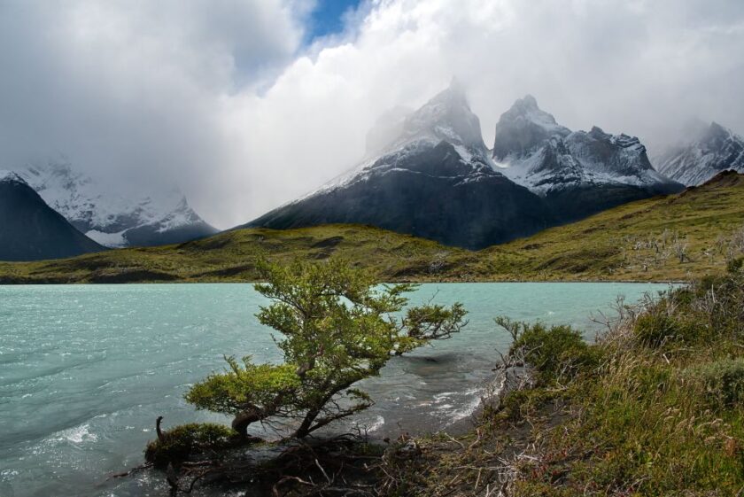 Cómo llegar a Torres del Paine: todas las opciones lago nordenskjold torres del paine Un árbol frente al lago Nordenskjöld en Torres del Paine, con los Cuernos del Paine al fondo, Patagonia