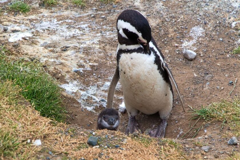 Los 13 animales y aves más interesantes de Torres del Paine baby penguin isla magdalena punta arenas patagonia Cría de pingüino con uno de sus padres en Isla Magdalena, cerca de Punta Arenas