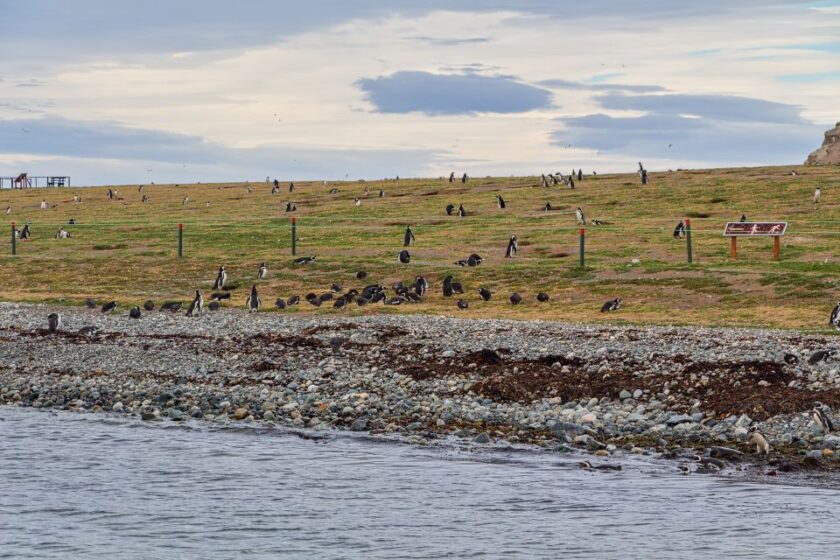 Pingüinos en Punta Arenas: tours, consejos e Isla Magdalena goign away from isla magdalena punta arenas patagonia Lancha alejándose de Isla Magdalena cerca de Punta Arenas, Patagonia