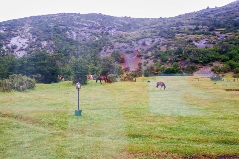 7 lugares imperdibles de la Patagonia: qué hacer en el fin del mundo horses in torres del paine patagonia chile Caballos en Torres del Paine, Patagonia chilena