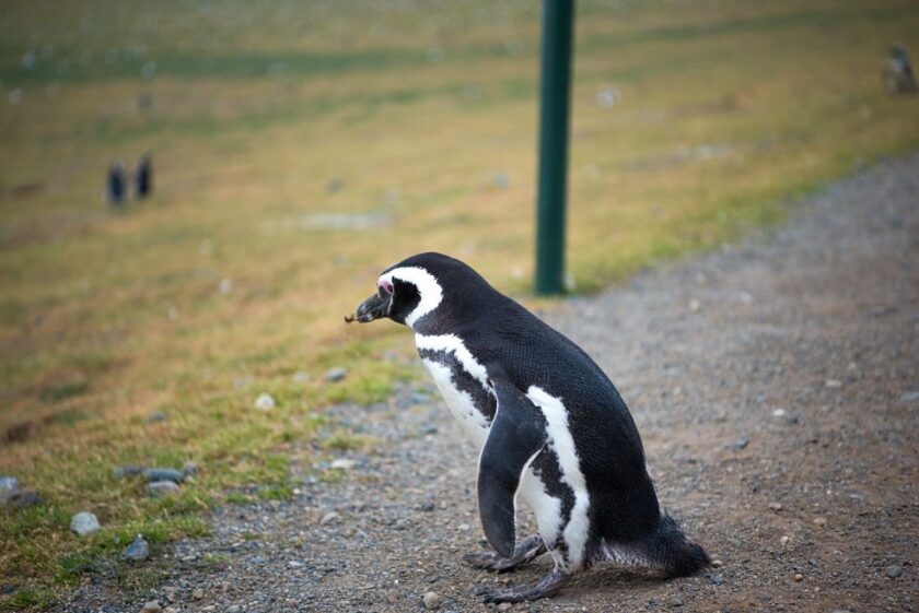 Pingüinos en Punta Arenas: tours, consejos e Isla Magdalena penguing crossing isla magdalena punta arenas patagonia Pingüino cruzando un sendero en Isla Magdalena cerca de Punta Arenas, Chile