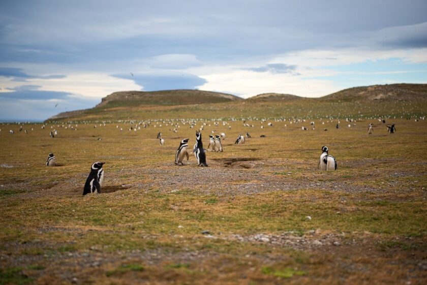 Pingüinos en Punta Arenas: tours, consejos e Isla Magdalena penguins and penguins isla magdalena punta arenas patagonia Muchísimos pingüinos en Isla Magdalena, Patagonia chilena