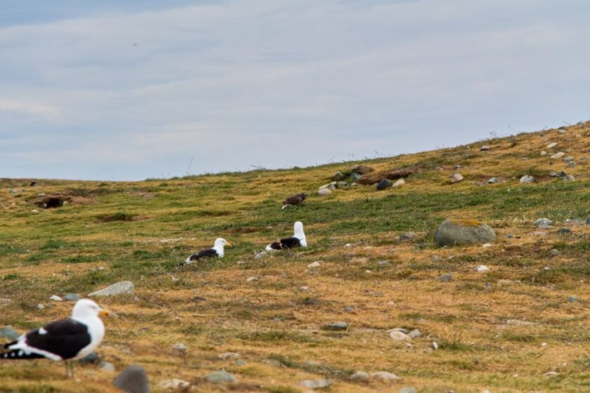 Pingüinos en Punta Arenas: tours, consejos e Isla Magdalena seagulls isla magdalena punta arenas patagonia Otras aves en Isla Magdalena, cerca de Punta Arenas