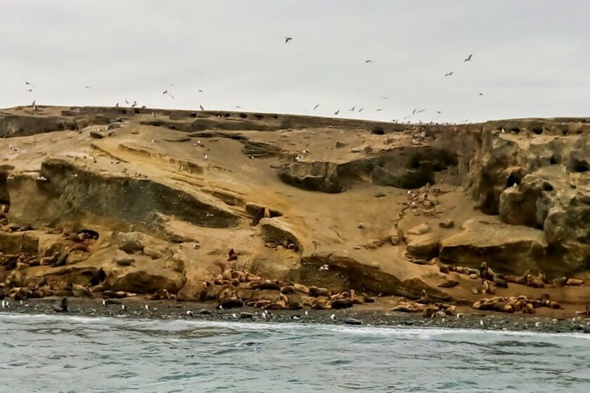 Pingüinos en Punta Arenas: tours, consejos e Isla Magdalena seals and sea lions on isla marta punta arenas patagonia Focas y lobos marinos en Isla Marta, cerca de Punta Arenas