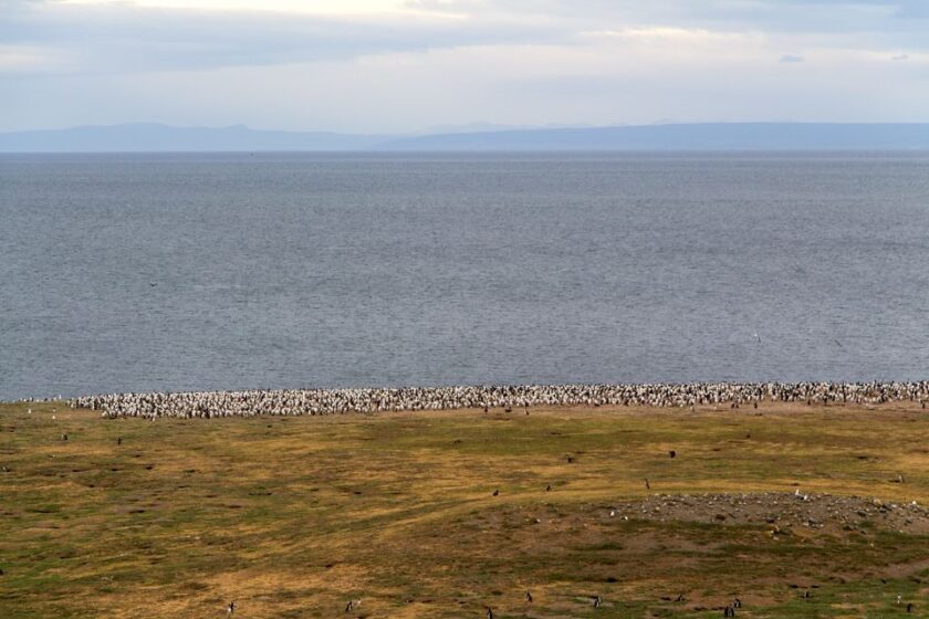 Pingüinos en Punta Arenas: tours, consejos e Isla Magdalena view from the lighthouse isla magdalena punta arenas patagonia Vista desde el faro de Isla Magdalena