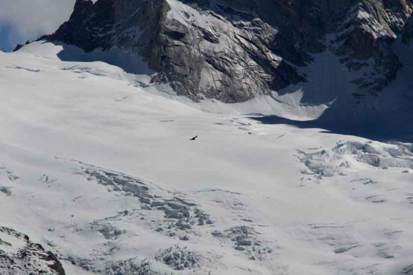 Los 13 animales y aves más interesantes de Torres del Paine condor laguna de los tres los glaciares patagonia Cóndor cerca de la Laguna de los Tres, en Los Glaciares, con picos nevados y rocosos de fondo