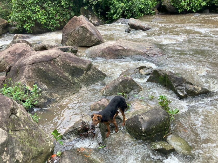 Kulen Mountain Waterfall Dog in Phnom Kulen Waterfall kulen mountains cambodia 1 Dog in Phnom Kulen Waterfall-kulen mountains-cambodia (1)
