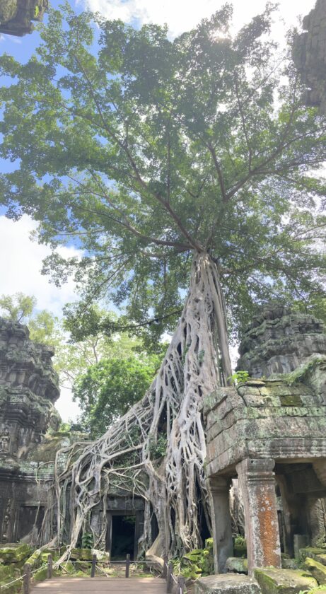 3-Day Angkor Wat Itinerary Ta Prohm Temple siem reap cambodia 1 Ta Prohm Temple-siem reap-cambodia