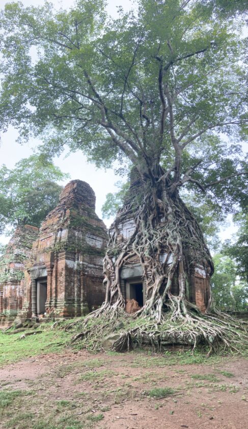 Koh Ker and Beng Mealea - Ultimate guide Tree in Prasat Pram Koh Ker Cambodia Tree in Prasat Pram _ Koh Ker _ Cambodia
