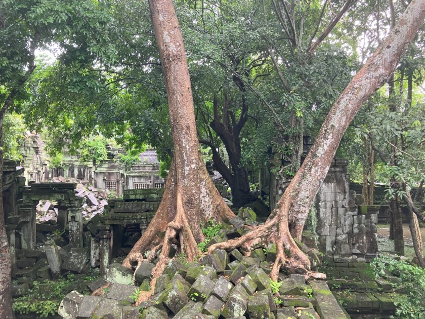 Koh Ker and Beng Mealea - Ultimate guide Trees Growing Through the Bang Mealea Temple Cambodia Trees Growing Through the Bang Mealea Temple Cambodia