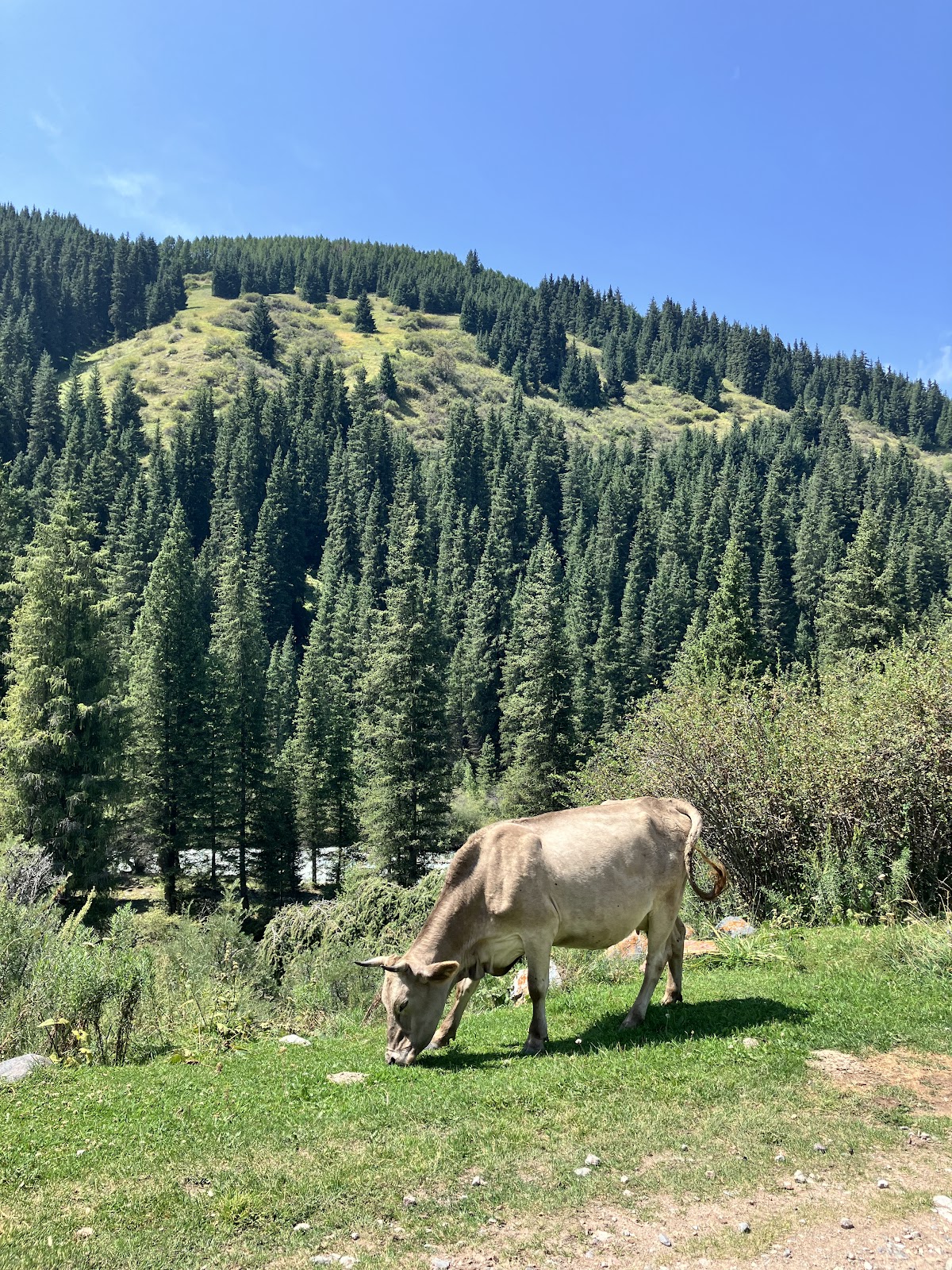 Nuestro trek de Ala-Kul: experiencia de 3 días en Kirguistán es ak img 2 El camino hacia el trek de Ala-Kul: una vaca en las montañas